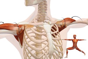 Подвижность плечевого пояса