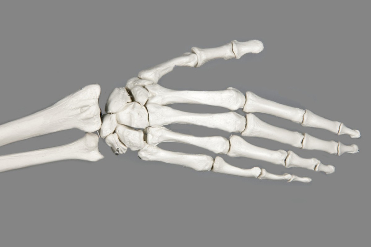 Hand bone. Скелет кисти человека. Скелет руки человека. Кости кисти руки. Человеческая кисть руки скелет.